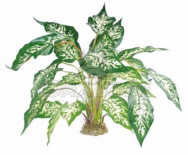 Dieffenbachia mit Moosfuß ca. 45cm